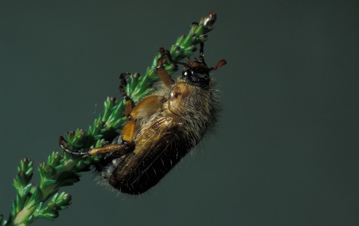 Amphimallon solstitialis, European Chafer